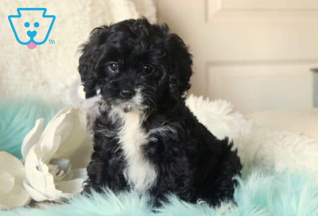 Black Cavapoo puppy with a fluffy curly coat and white chest sitting on a soft teal blanket, posed beside a white floral accent and plush pillows in a cozy indoor setting. image