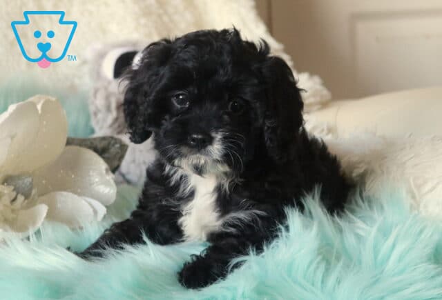Black Cavapoo puppy with a curly coat and white chin and chest lying on a fluffy teal blanket, resting near a white decorative flower and soft pillows in a bright indoor setting. image