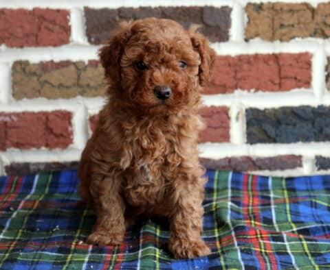 Toy Goldendoodle puppy with a curly apricot coat sitting on a colorful plaid blanket in front of a rustic brick wall background