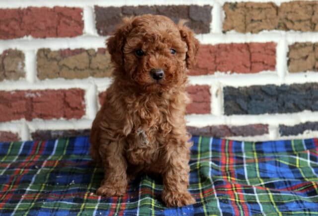 Toy Goldendoodle puppy with a curly apricot coat sitting on a colorful plaid blanket in front of a rustic brick wall background image