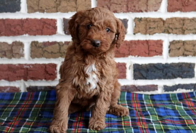 Toy Goldendoodle puppy with a curly apricot coat and white chest sitting on a plaid blanket in front of a brick wall background image