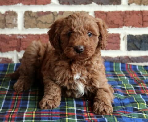 Toy Goldendoodle puppy with a fluffy apricot coat and small white chest patch lying on a plaid blanket against a rustic brick wall backdrop