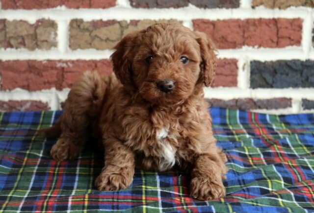 Toy Goldendoodle puppy with a fluffy apricot coat and small white chest patch lying on a plaid blanket against a rustic brick wall backdrop image