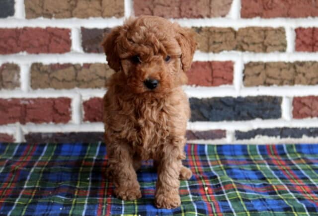 Toy Goldendoodle puppy with a curly apricot coat standing on a blue and green plaid blanket in front of a rustic brick wall background image