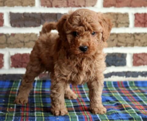 Toy Goldendoodle puppy with a fluffy apricot coat standing on a blue plaid blanket in front of a brick wall backdrop