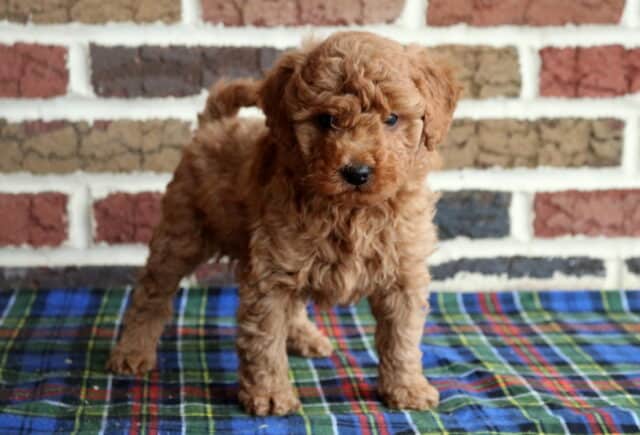 Toy Goldendoodle puppy with a fluffy apricot coat standing on a blue plaid blanket in front of a brick wall backdrop image