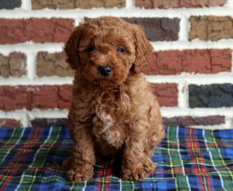 Toy Goldendoodle puppy with a curly apricot coat and subtle white chest marking sitting on a blue plaid blanket in front of a brick wall