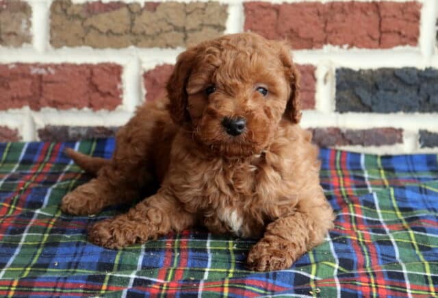 Toy Goldendoodle puppy with a fluffy apricot coat and small white chest patch lying on a blue and green plaid blanket against a brick wall backdrop image