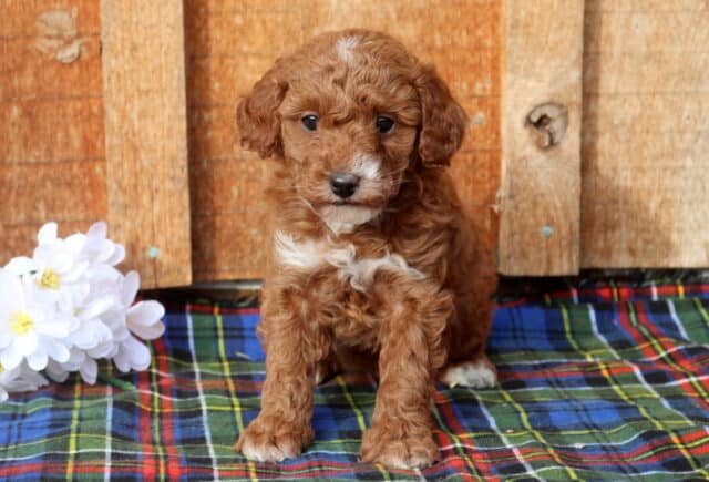 Mini Poodle puppy with a curly apricot coat and small white chest patch, sitting alert on a plaid blanket next to white flowers, photographed in front of a rustic wooden backdrop with bright, expressive eyes. image