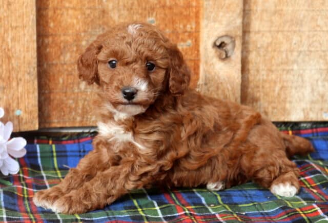 Mini Poodle puppy with a fluffy apricot curly coat and white markings on the chest and paws, lying comfortably on a colorful plaid blanket in front of a rustic wooden backdrop, featuring soft curls and gentle, curious eyes. image