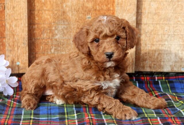 Mini Poodle puppy with a curly apricot coat and small white chest marking, lying on a plaid blanket in front of a rustic wooden backdrop, looking calmly toward the camera. image
