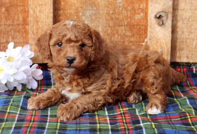 Mini Poodle puppy with a fluffy apricot coat and subtle white markings, resting on a colorful plaid blanket beside white flowers, posed against a rustic wooden wall and gazing softly at the camera. image