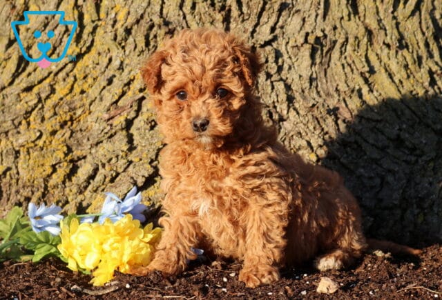 Fluffy apricot Cockapoo puppy sitting in front of a textured tree trunk, with curly fur and a small arrangement of yellow and light blue flowers nearby in an outdoor setting. image