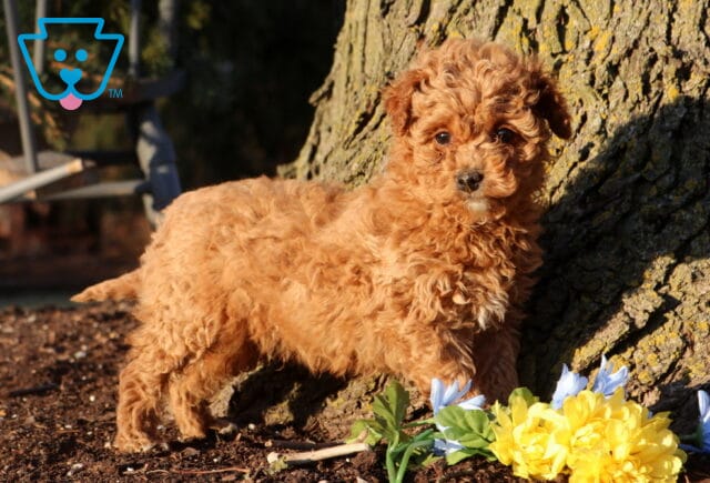 Apricot Cockapoo puppy with a curly coat standing against a large tree trunk outdoors, with yellow and light blue flowers at its paws in warm natural sunlight. image