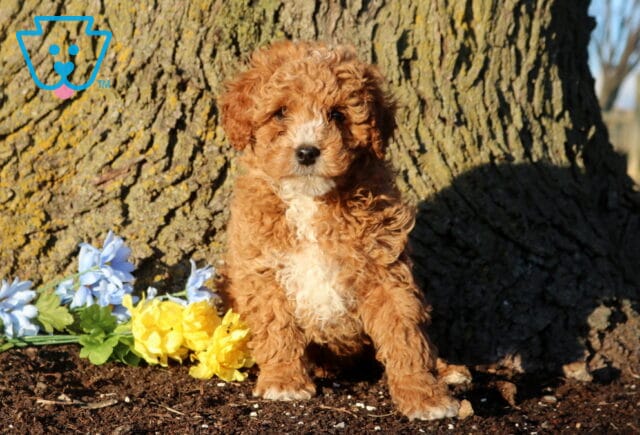 Curly red Cockapoo puppy sitting at the base of a tree, with a white chest and small bouquet of yellow and blue flowers beside it in an outdoor setting. image