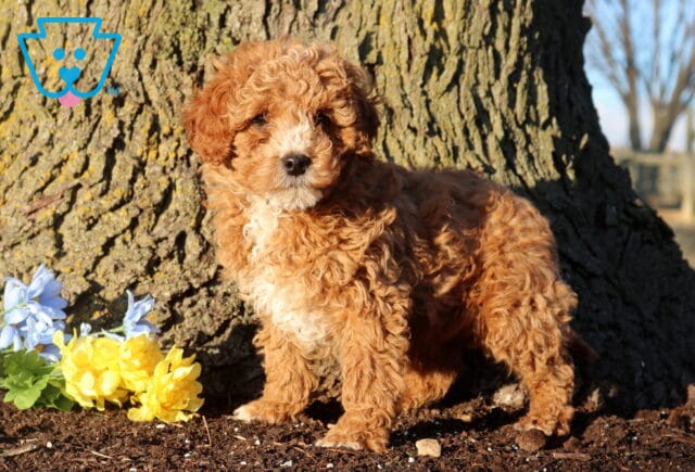 Red Cockapoo puppy with a curly coat standing by a tree outdoors, posing next to yellow and blue flowers in natural sunlight. image