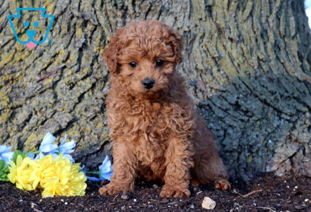 Apricot Cockapoo puppy with a tight, curly coat sitting in front of a textured tree trunk outdoors, looking straight at the camera, with yellow and light blue flowers beside it on the ground. image