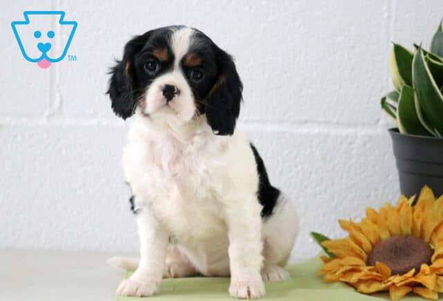 Black and white Cavapoo puppy sitting indoors beside a sunflower and potted plant, showing fluffy coat, floppy ears, and sweet expression. image
