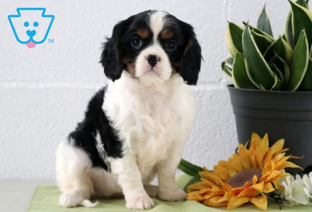Tri-color Cavapoo puppy with black, white, and tan markings sitting indoors next to a sunflower and green potted plant, featuring a soft curly coat and gentle expression. image