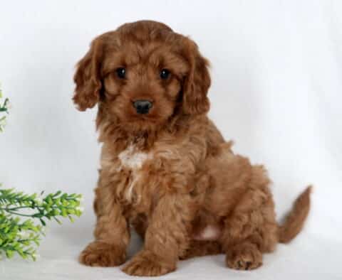 Alby Cavapoo