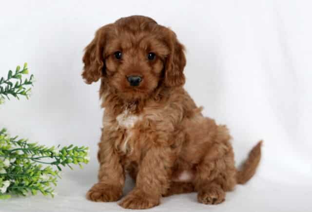 Alby Cavapoo image