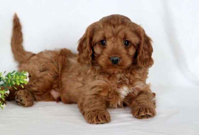 Alby Cavapoo2 image