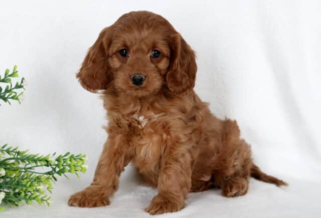 Angel Cavapoo image