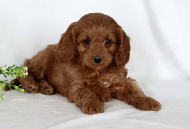 Angel Cavapoo2 image