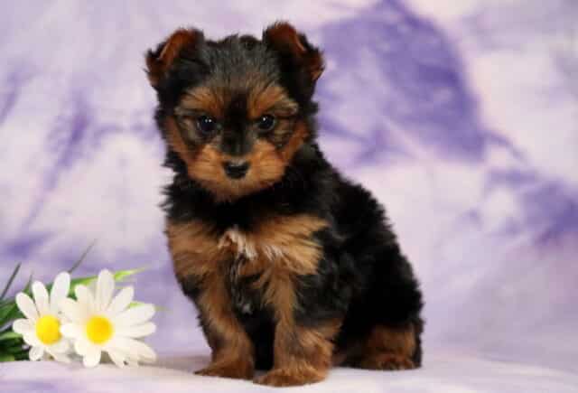 Yorkshire Terrier (Yorkie) puppy sitting on a soft purple marbled backdrop, featuring a silky black and tan coat, dark round eyes, small upright ears, and a tiny white chest marking, posed beside white and yellow daisies. image