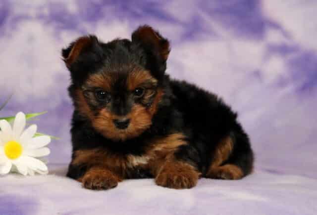 Yorkshire Terrier (Yorkie) puppy lying on a soft purple marbled backdrop, featuring a silky black and tan coat, dark expressive eyes, small upright ears, and a tiny white chest marking, posed beside white and yellow daisies. image