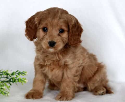 Apple Cavapoo