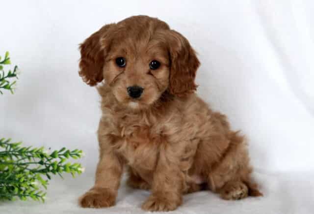 Apple Cavapoo image