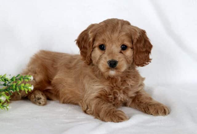 Apple Cavapoo2 image