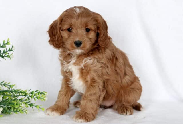 Atti Cavapoo image