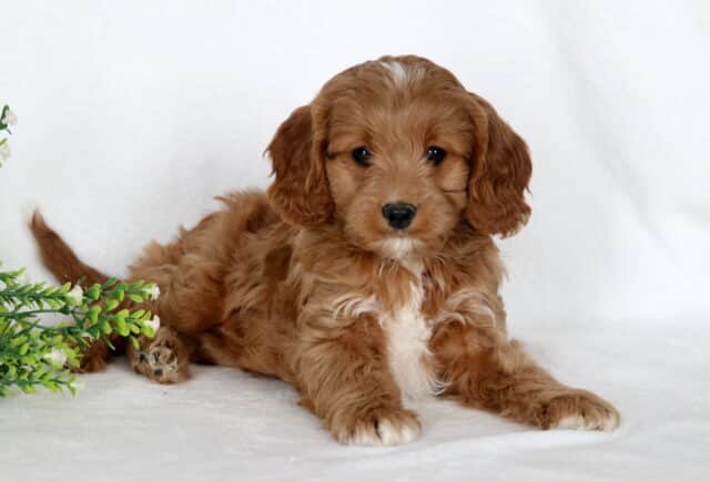 Atti Cavapoo2 image