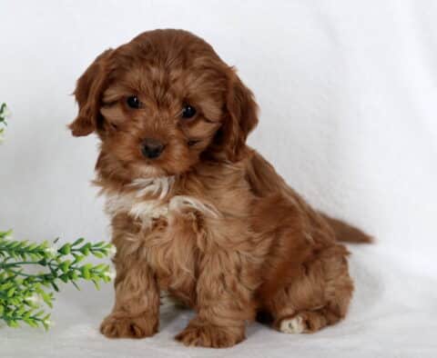 Ava Cavapoo