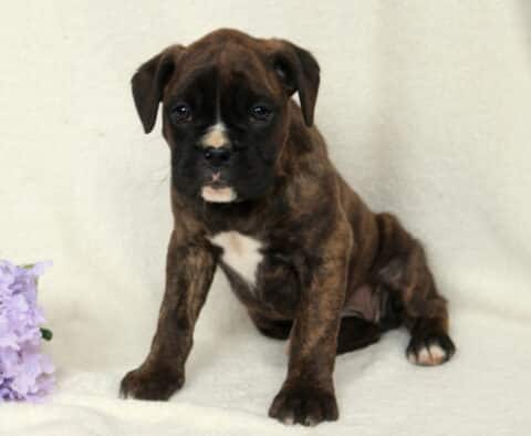 Brindle Boxer puppy sitting on a soft cream backdrop with purple flowers to the side, white chest marking visible, looking forward with a calm and slightly curious expression.