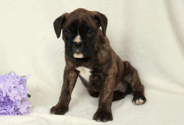 Brindle Boxer puppy sitting on a soft cream backdrop with purple flowers to the side, white chest marking visible, looking forward with a calm and slightly curious expression. image