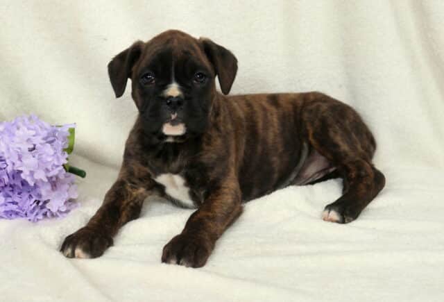 Brindle Boxer puppy lying on a soft cream blanket beside light purple flowers, white chest patch and tiny white chin marking visible, gazing forward with a sweet and attentive expression. image