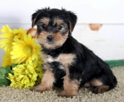 Baby Yorkie