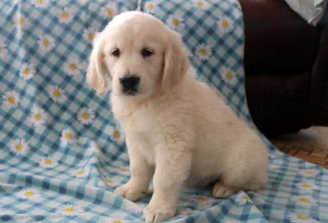 Bacon Golden.2 image