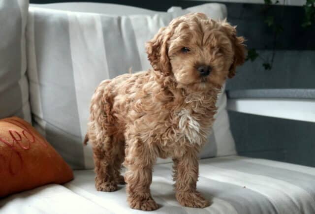 Barker Cockapoo Retake image