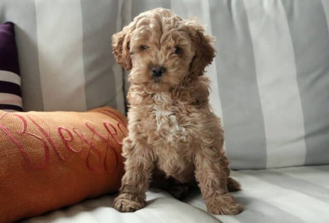 Barker Cockapoo Retake2 image