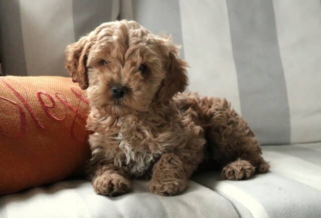 Barker Cockapoo Retake3 image