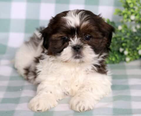Adorable Shih Tzu puppy with a chocolate brown and white fluffy coat lying on a soft green gingham blanket, featuring a white blaze on the forehead, round dark eyes, and a sweet expression with a small greenery plant in the background.