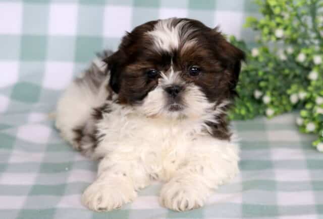 Adorable Shih Tzu puppy with a chocolate brown and white fluffy coat lying on a soft green gingham blanket, featuring a white blaze on the forehead, round dark eyes, and a sweet expression with a small greenery plant in the background. image