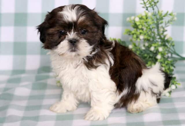 Sweet Shih Tzu puppy with a rich chocolate brown and white coat sitting on a soft green gingham blanket, featuring a fluffy curled tail, white blaze on the forehead, and bright round eyes with a leafy green plant in the background. image
