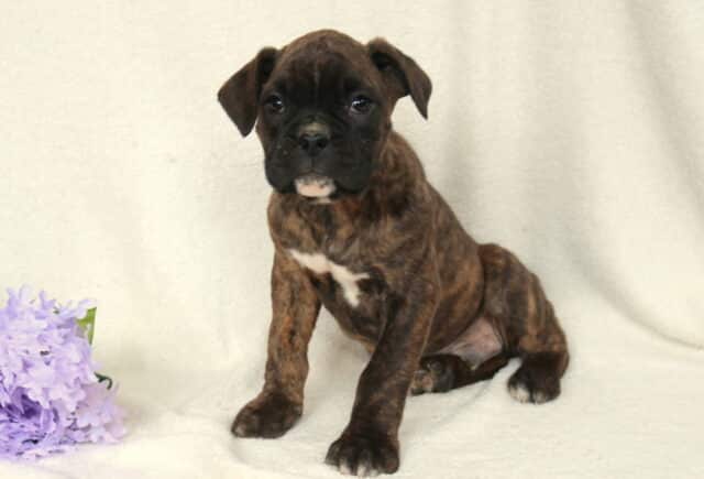 Brindle Boxer puppy sitting on a soft cream backdrop with a small cluster of purple flowers beside it, looking forward with a sweet, attentive expression and a white patch on its chest. image