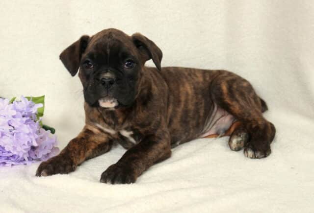 Brindle Boxer puppy lying on a soft cream blanket beside a cluster of light purple flowers, front paws stretched forward and a small white patch visible on its chest, gazing gently at the camera. image