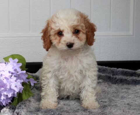 Sweet Cavapoo puppy with a soft cream curly coat and light apricot ears sitting upright on a plush gray blanket beside lavender flowers, posed in front of a white paneled backdrop.